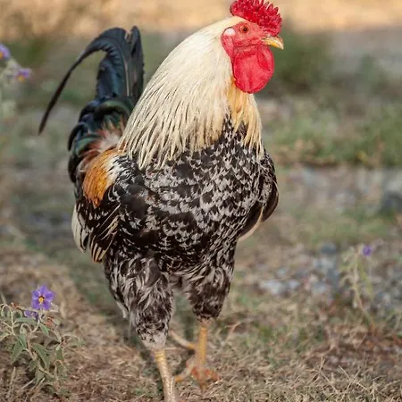 Willa Billy Farmland By Travelpro Services- Halkidiki *