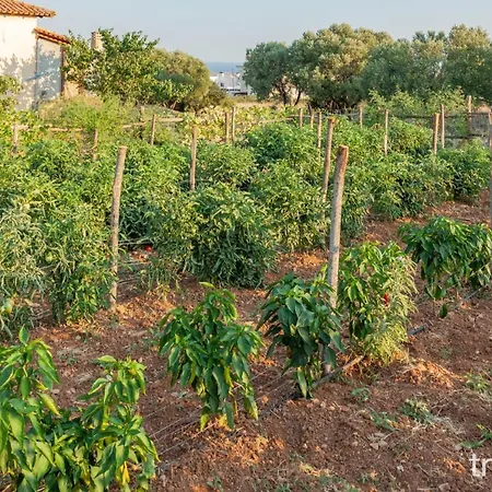 Billy Farmland By Travelpro Services- Halkidiki Willa