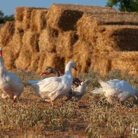 Billy Farmland By Travelpro Services- Halkidiki Willa *